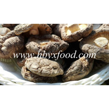 Grado un hongo shiitake secado natural